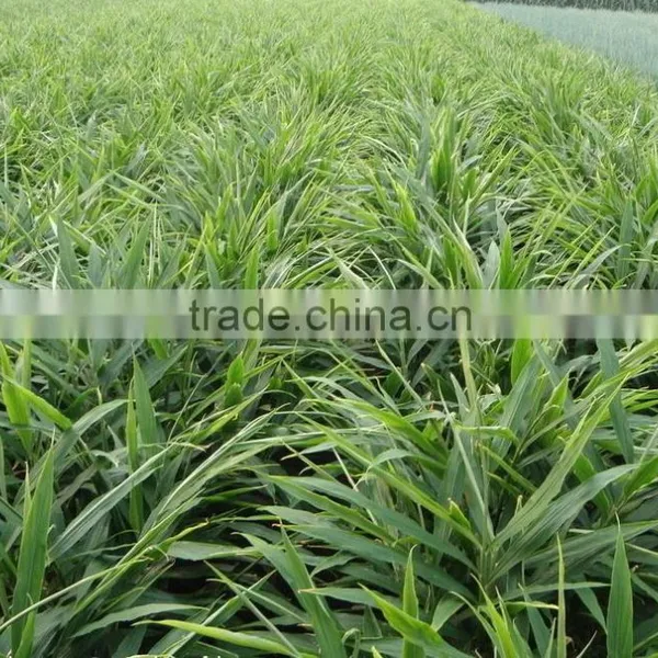 Fat Mature Ginger Natural Golden Yellow Ginger Ginger Price 2013 photo-3