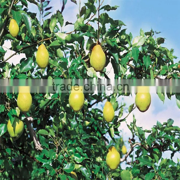 Chinese High Quality and Healthy su Pear photo-3