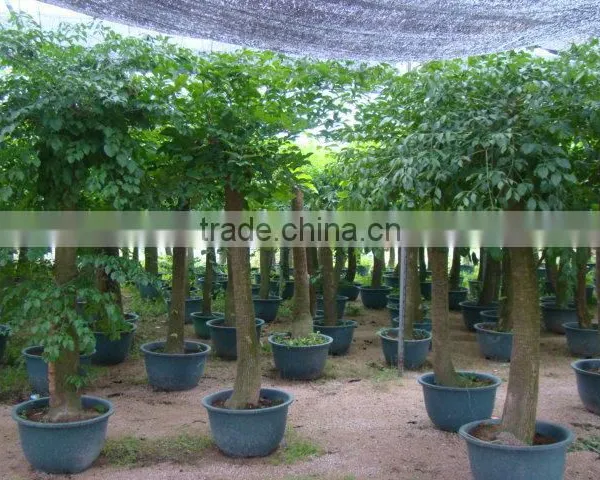 Heteropanax Fragrans (Roxb.) Seem of Indoor Outdoor Ornamental Bonsai Plants photo-2