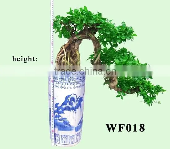 Bonsai Ficus