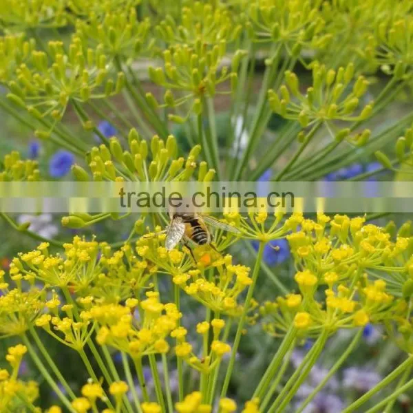 TERPENELESS DILL SEED OIL photo-4