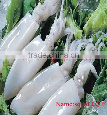 Fresh Clean Frozen Squid, Squid Ring, Squid Tube in High Quality