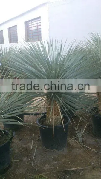 Yucca Rostrata photo-6