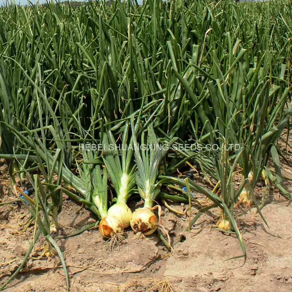 Spanish Sweet Onion Hybrid Onion Seeds for Long-day Area photo-5