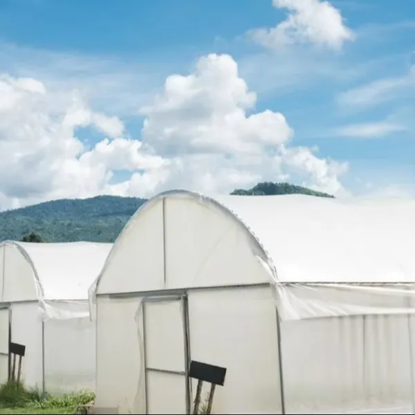 Best Sale Long Service Life Agricultural Insect Proof Net Anti-insect Net for Green House