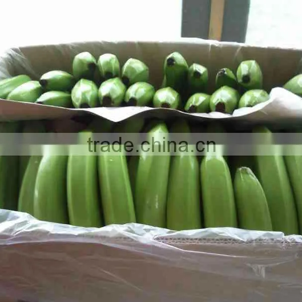 FRESH CAVENDISH BANANA IN VIETNAM