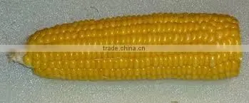 Yellow Corn