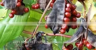Gloriosa Superba Seed Exporters India photo-4