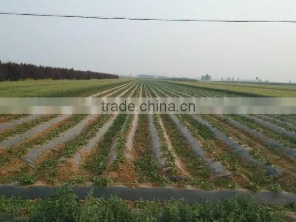 Black Mulch Plastic Mulch Film for Agriculture photo-5