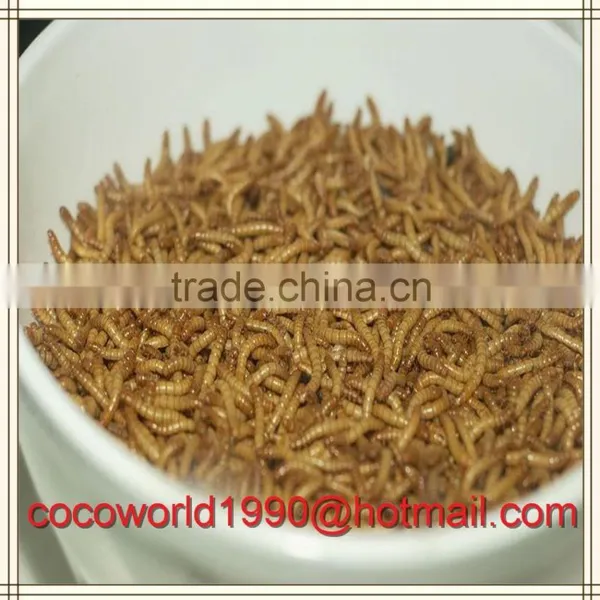 Feeding Bluebirds Dried Mealworms Bulk photo-2