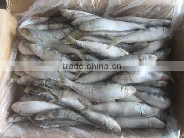 Sardine For Pacific Mackerel Bait photo-3