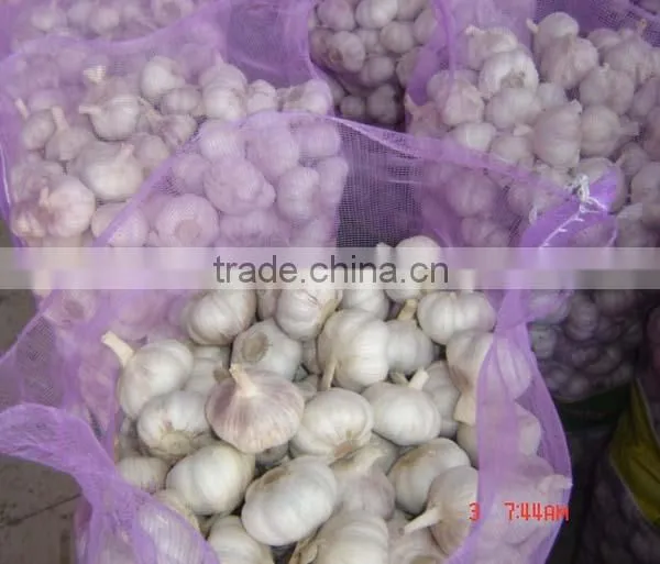 Chinese Garlic 2015 Crop photo-3
