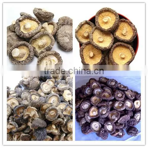 Fresh Shiitake Mushroom /high Quality Xianggu for Sale photo-3