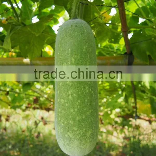 Zucchini Seeds New Variety f1 Seeds