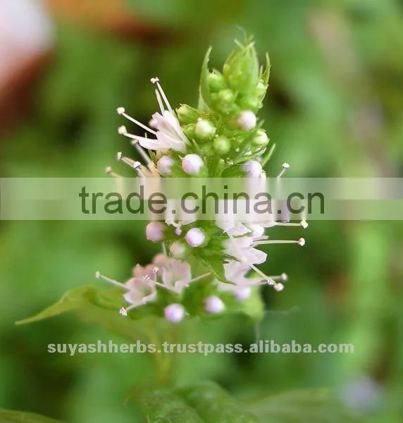 Peppermint Oil Pure Natural