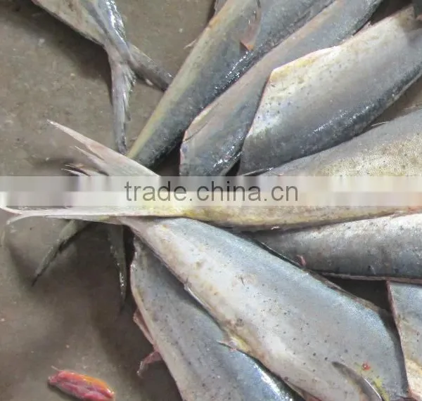 Frozen Mahi Mahi Fish Whole Around (Coryphaena Hippurus) photo-6