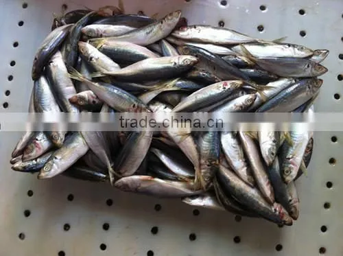 2016 High Quality Frozen Horse Mackerel photo-3