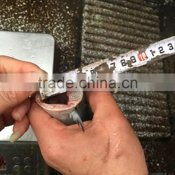 Frozen HGT Pacific Mackerel photo-5