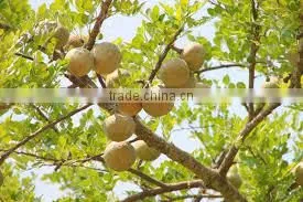 Aegle Marmelos photo-4