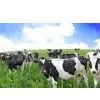 Liquid Milk Processing Production Line Equipment