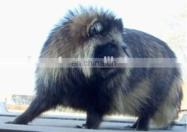 Dehaired Raccoon Hair Brown Color for Spinning photo-5