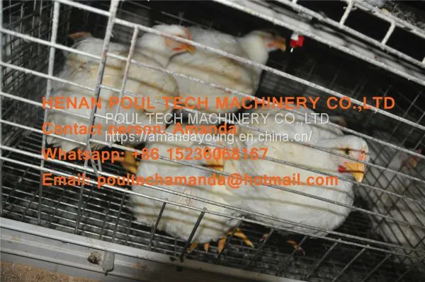Guyana Poultry Farming Equipment - A Type Battery Broiler Chicken Cage With Automatic Chicken Manure Clean Machine photo-2