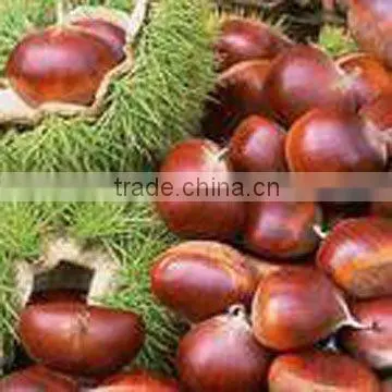 Fresh Chestnut