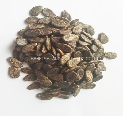 SHUANGXING f1 Big Hybrid Watermelon Seeds Outdoor Grown photo-4