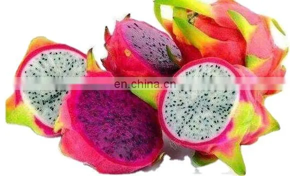 Dragon Fruit in Vietnam is Rich in Nutrients at the Best Price photo-3