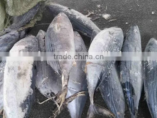 Big Size Belted Bonito and Sarda Orientalis photo-3