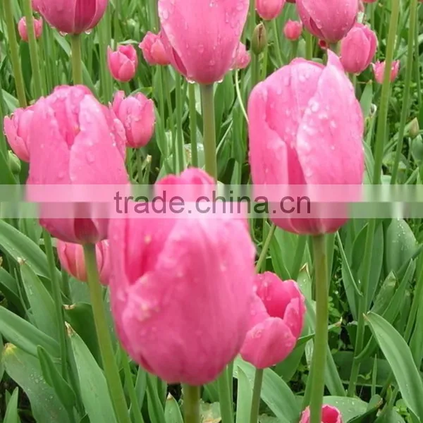 2016 A Quality Tulip Type Flower Bulbs Peonies Cut Flowers From China photo-2