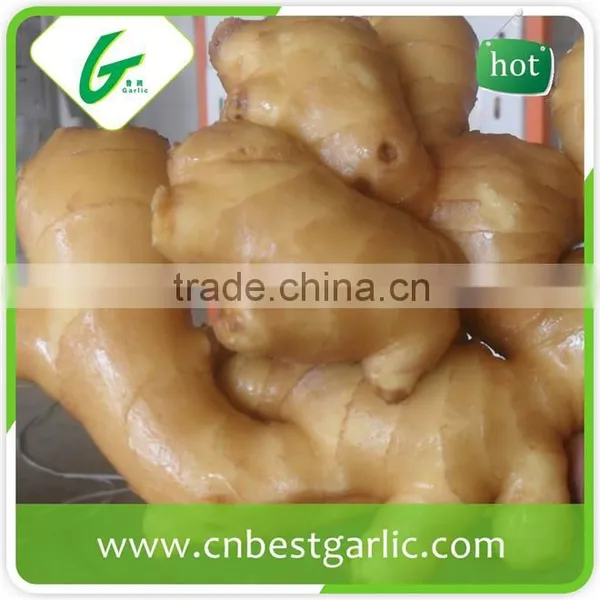 Made in China Chinese Fresh Young Gingers photo-4