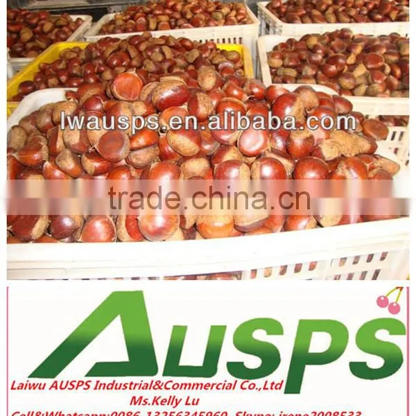 2014 Crop Chinese Fresh Chestnut photo-4