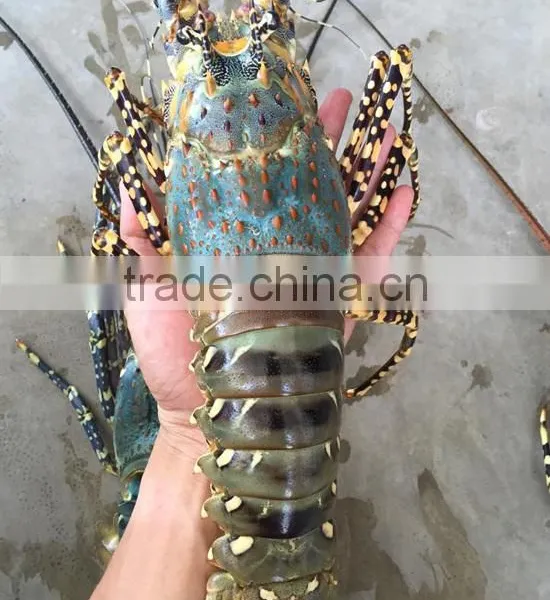 Flower Lobster / Ornate Spiny Lobster ( Panulirus Ornatus)