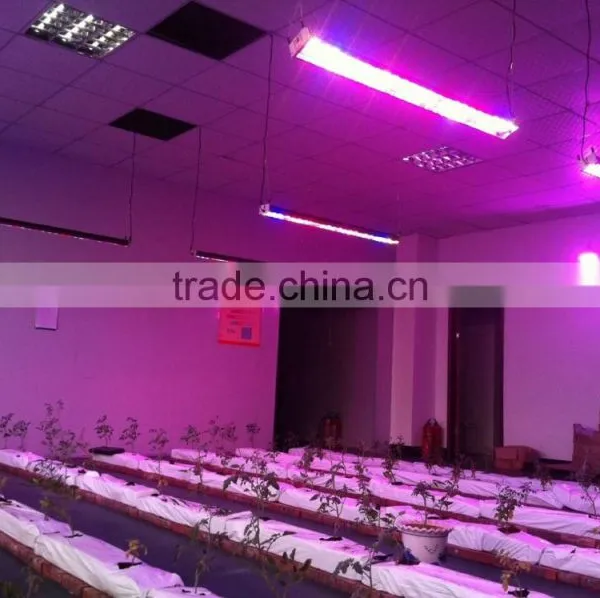 Wholesale Integrated Cob Led Grow Light 100w photo-2