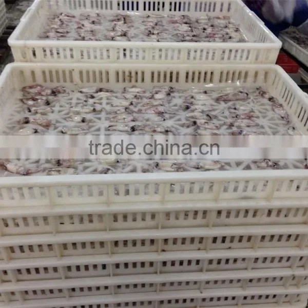 Frozen Chinese Baby Squid Loligo Japonica photo-6