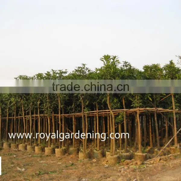 Mangifera Trees photo-2