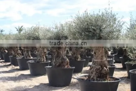 OLEA EUROPAEA BONSAI photo-2