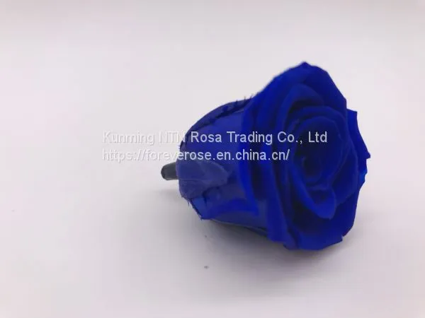 Wholesale3-4cm Elegant Real Touch Preserved Rose Flower photo-4