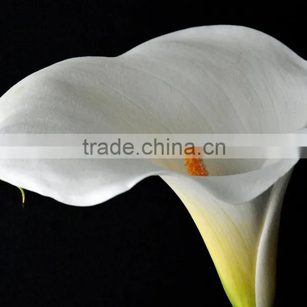 New Stylish Calla Lily Flower for Decor photo-6