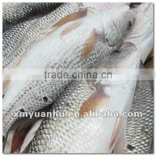 Frozen Red Drum Fish Suppliers in China