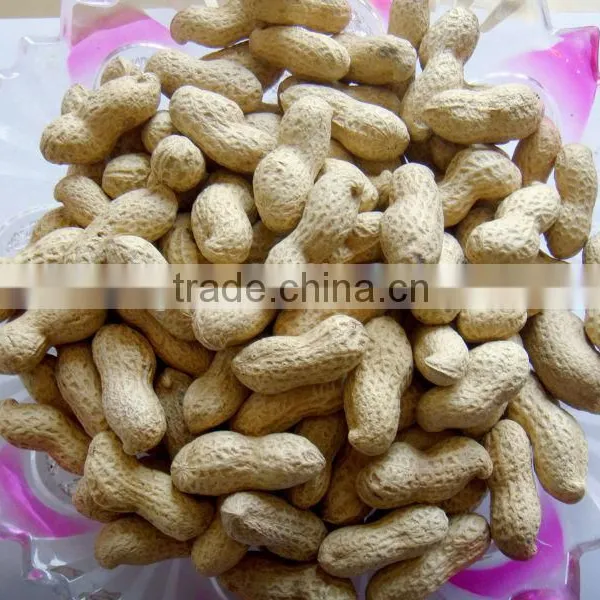 New Crop Chinese Best Price Roasted Peanut In Shell photo-3