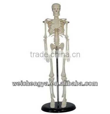 Mini Skeleton - Mounted on Base