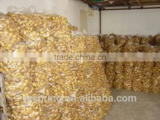 Wholesale Chinese Spicy Mature Fresh Ginger photo-4