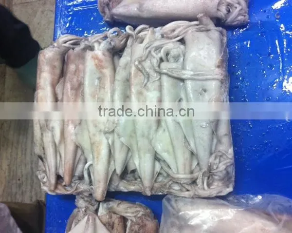 SQUID WHOLE SEMI NEEDLE photo-2