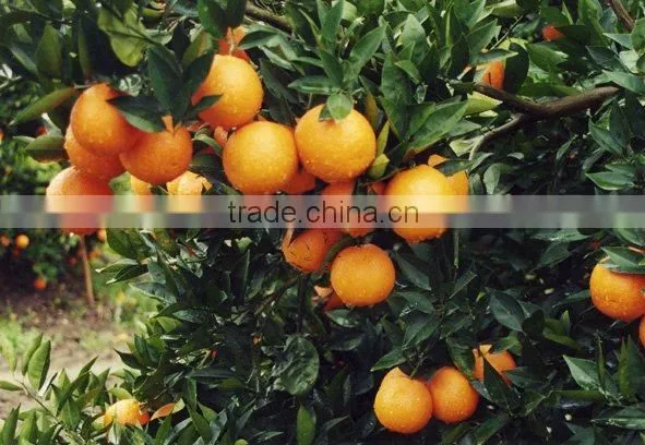 Talya Orange Oil photo-3