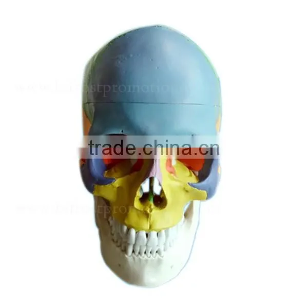 Life Size Plastic Medical Anatomical Skull Model photo-2