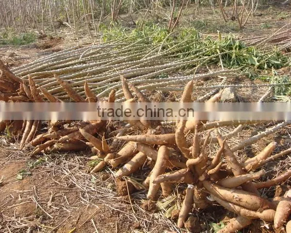 Stainless Steel Carbon Steel Sweet Potato Grain Processing Machine photo-3