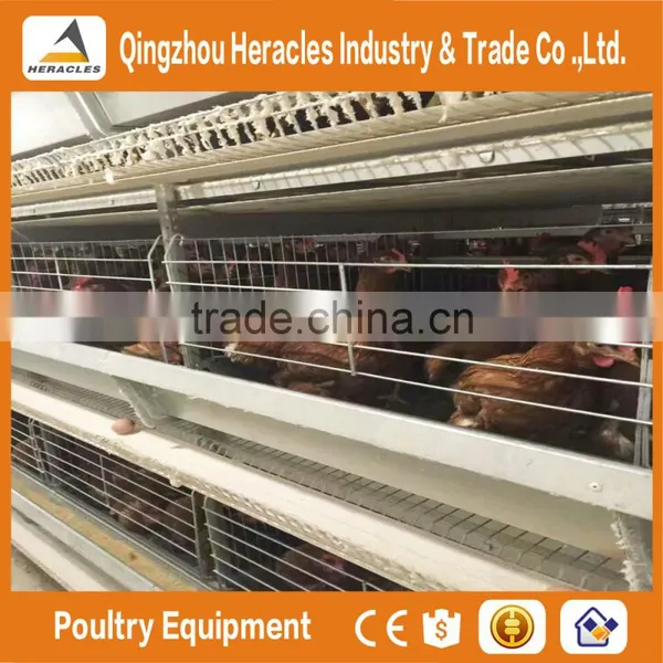Heracles Automatic Chicken Poultry Farm Layer Cages for Sale in Zimbabwe photo-6