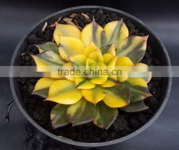 Echeveria Blacprince Variegated, Plants Echeveria, Succulent Plants, Tropical Plants photo-2